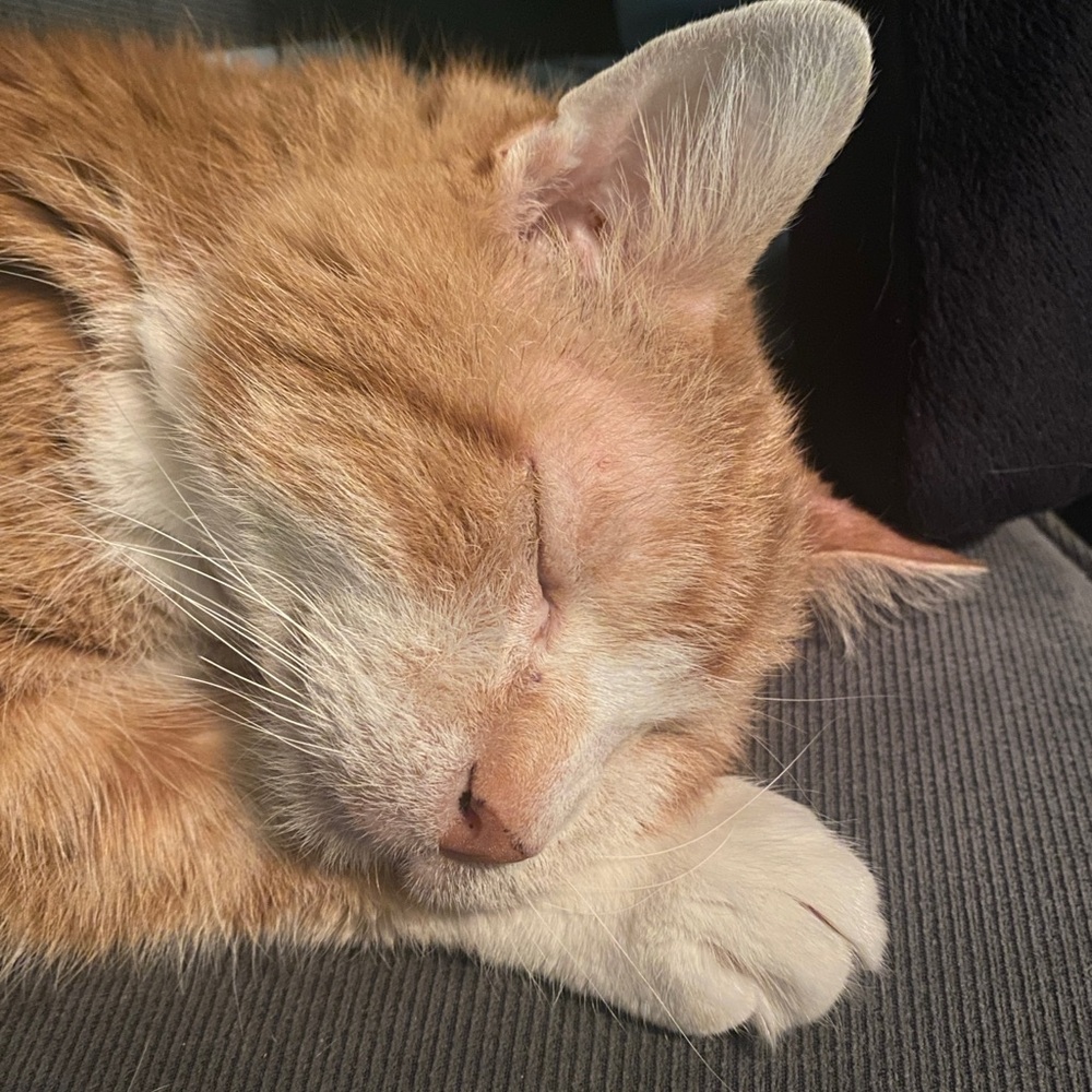 Cozy Cat Portrait